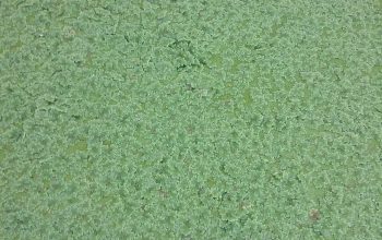 Azolla