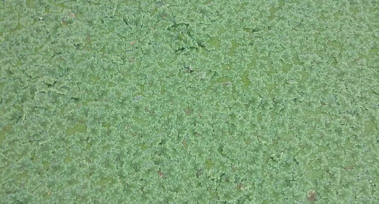 Azolla