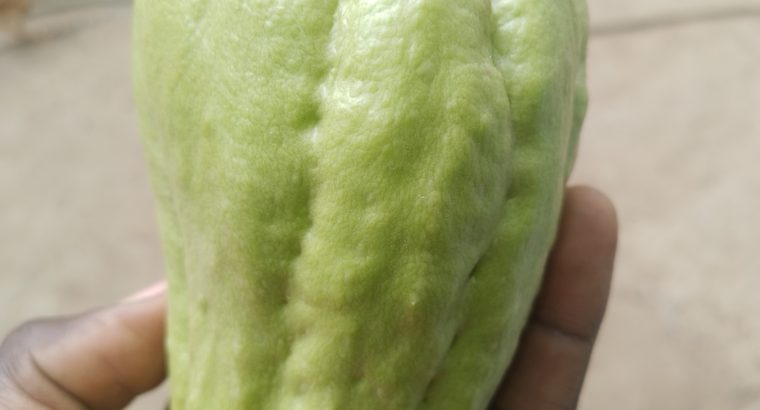 Chayote squash