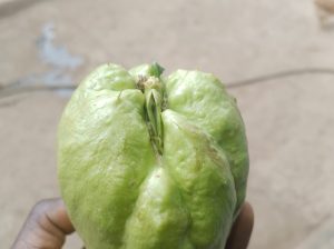 Chayote squash