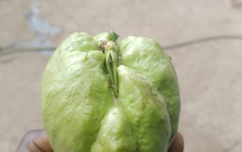 Chayote squash