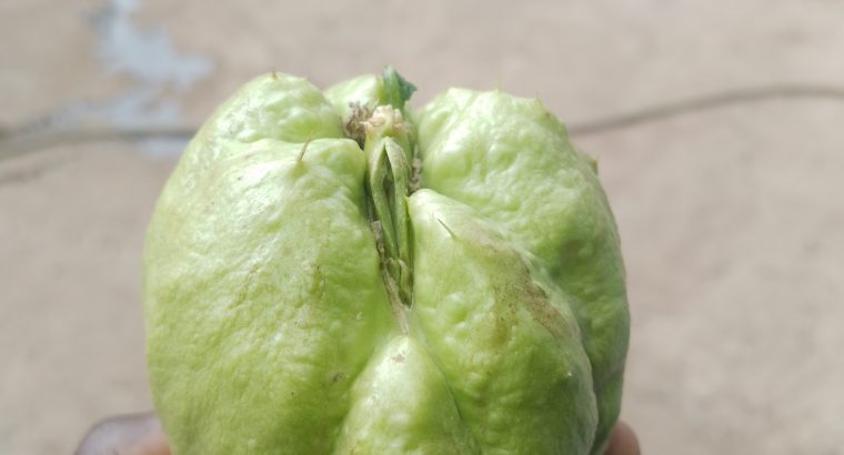 Chayote squash