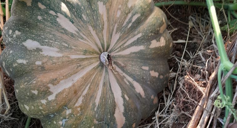 Organic Pumpkins for sale