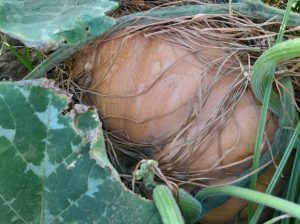 Organic Pumpkins for sale