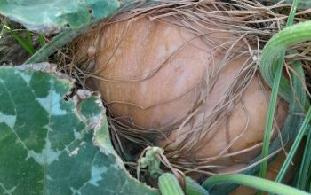 Organic Pumpkins for sale