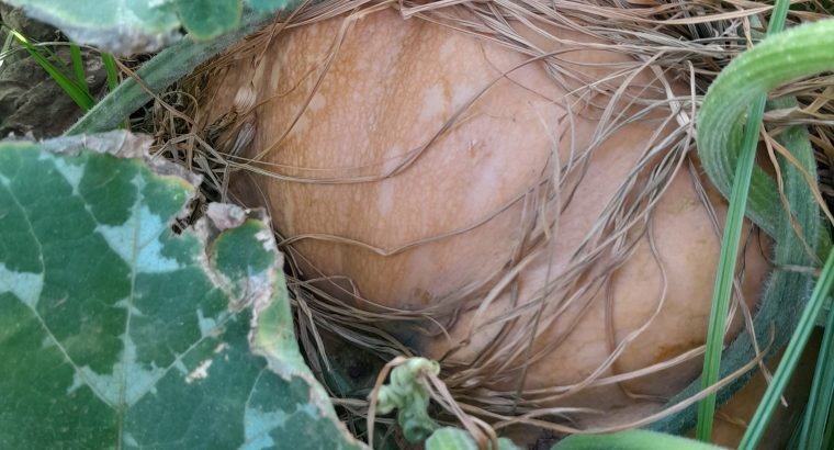 Organic Pumpkins for sale