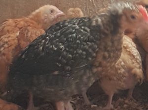 Improved kienyeji chicks