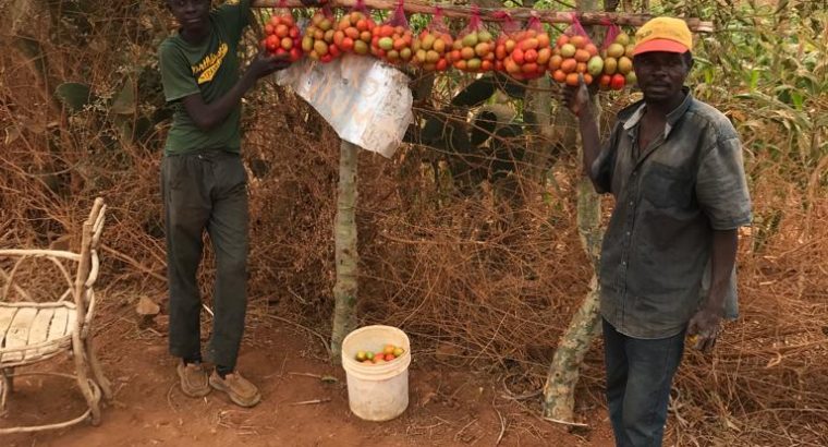 Fresh Tomatoes