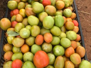 Fresh Tomatoes