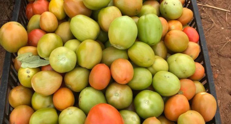 Fresh Tomatoes