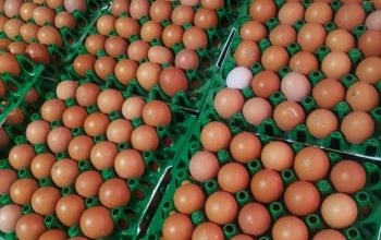 Wholesale eggs