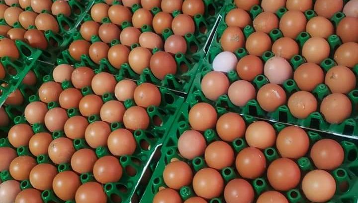 Wholesale eggs