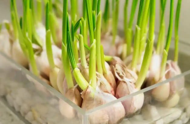 Garlic Contract farming.
