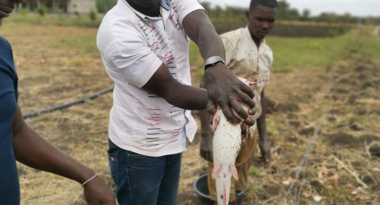 Whole Catfish for sale