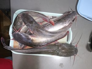 Whole Catfish for sale
