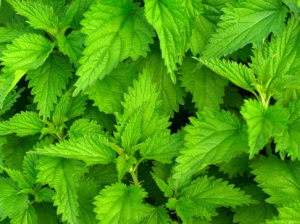 Stinging Nettle (Thafai)