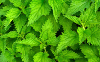 Stinging Nettle (Thafai)