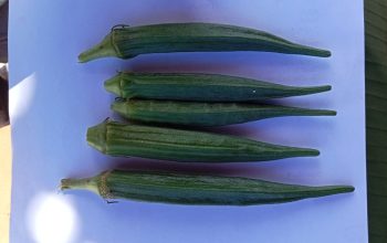 Selling fresh Okra