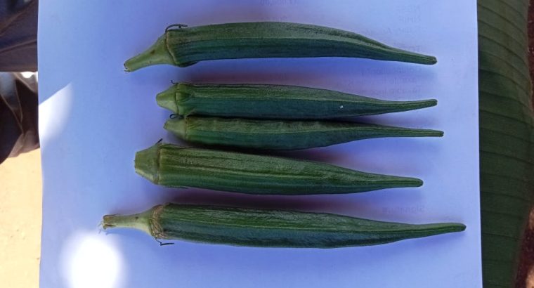 Selling fresh Okra