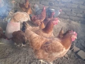 kienyeji chicken for sale