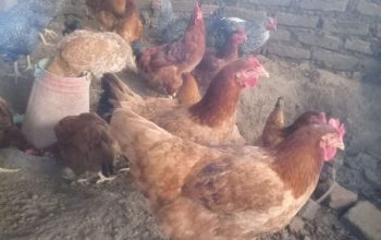 kienyeji chicken for sale