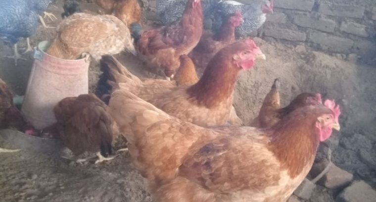 kienyeji chicken for sale