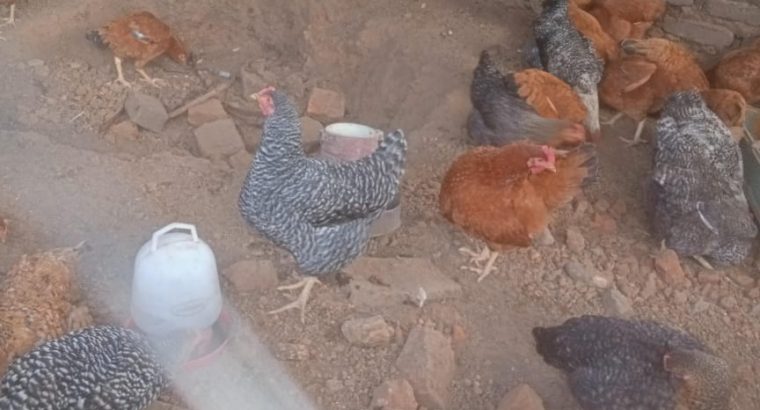 kienyeji chicken for sale