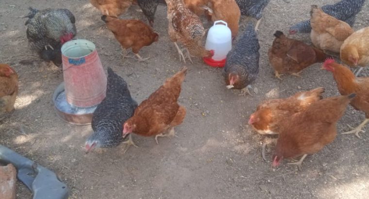 kienyeji chicken for sale