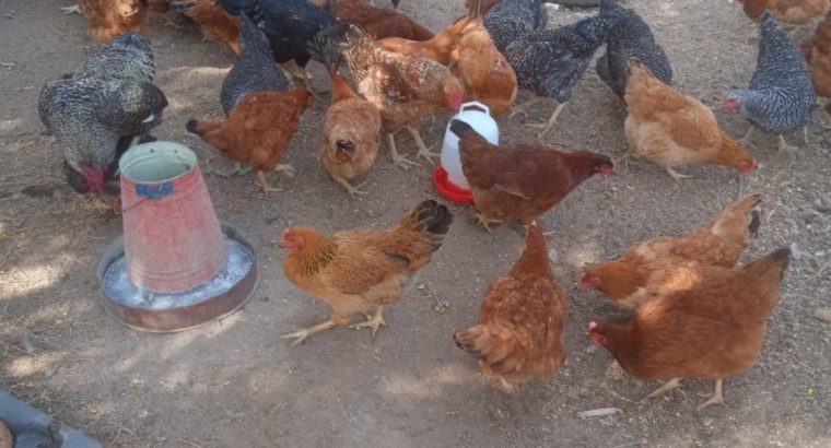 kienyeji chicken for sale