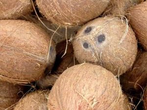 fresh and sweet coconuts