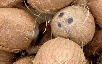 fresh and sweet coconuts