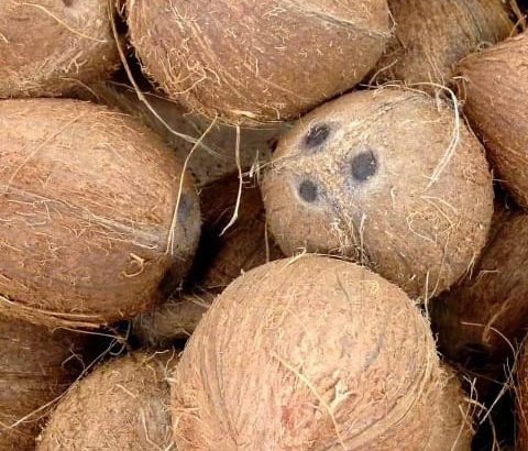 fresh and sweet coconuts