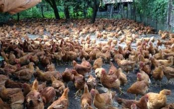 Kienyeji chicken chicks