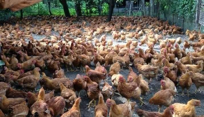 Kienyeji chicken chicks
