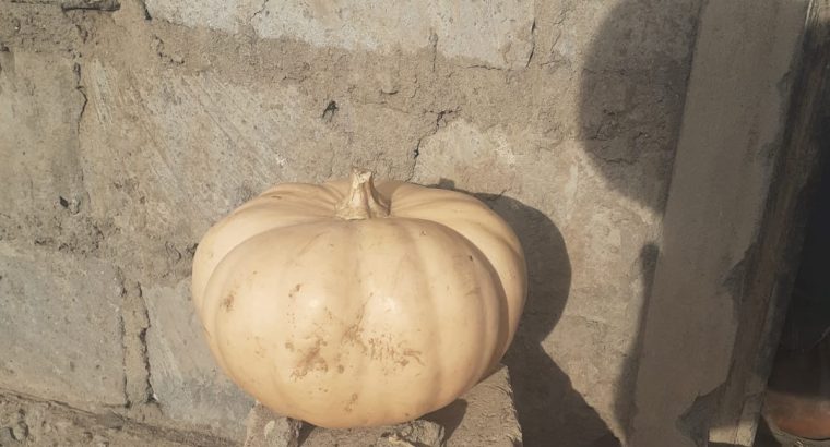 Pumpkin available for sale