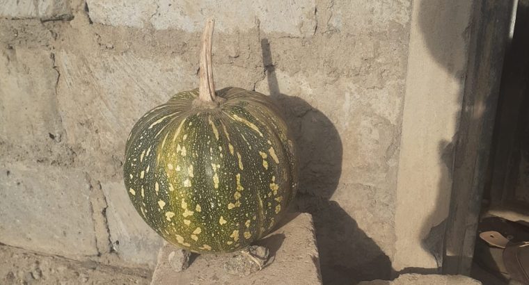 Pumpkin available for sale