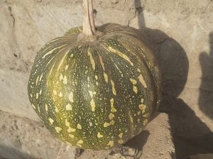 Pumpkin available for sale