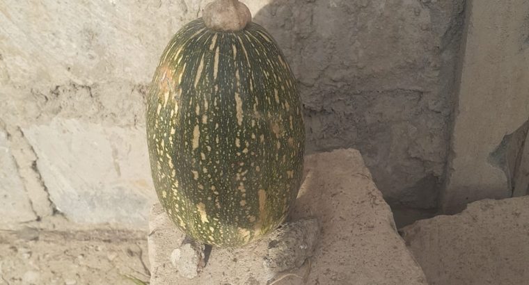 Pumpkin available for sale