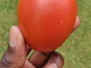 Tomatoes Anna F1