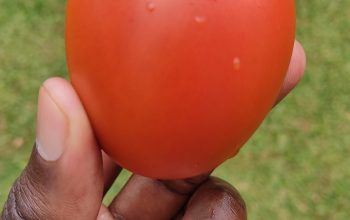 Tomatoes Anna F1