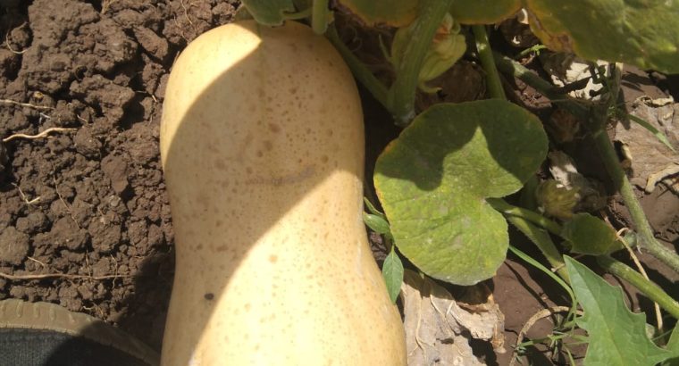 Selling butternut fresh from w