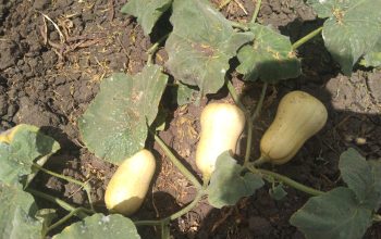 Selling butternut fresh from w