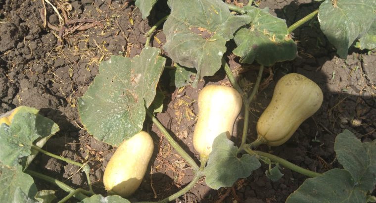 Selling butternut fresh from w