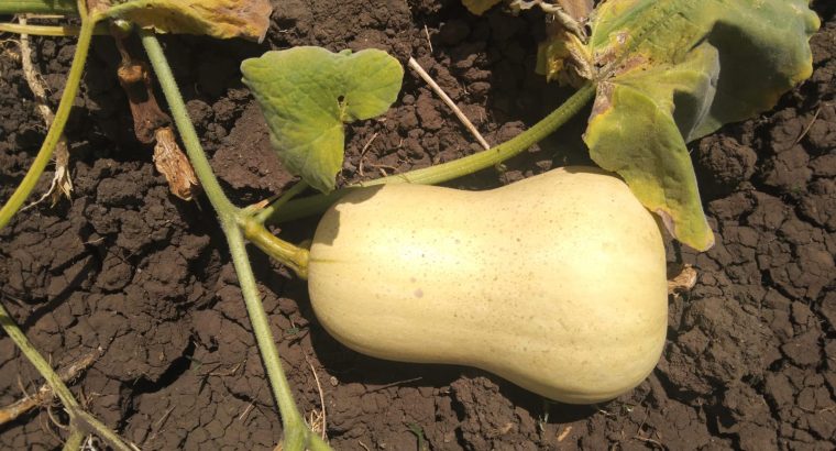 Selling butternut fresh from w