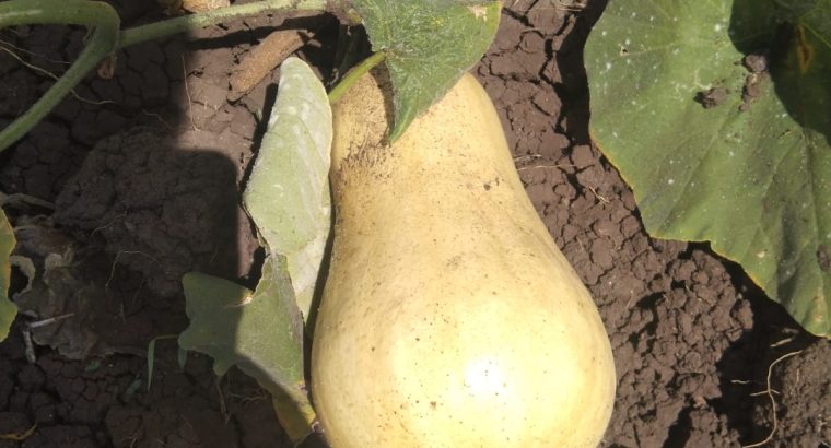 Selling butternut fresh from w