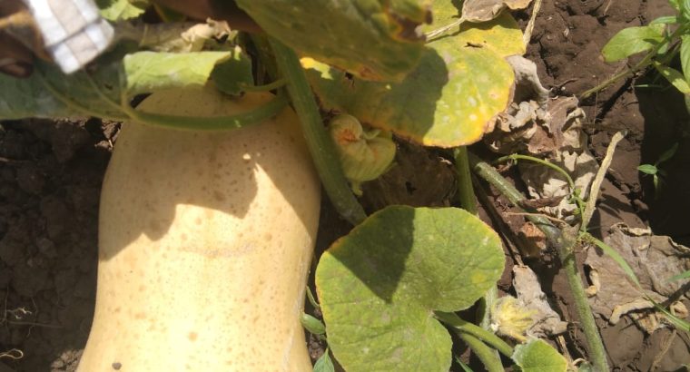 Selling butternut fresh from w