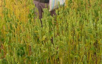 Chia seeds for sale