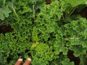 English Curly kale