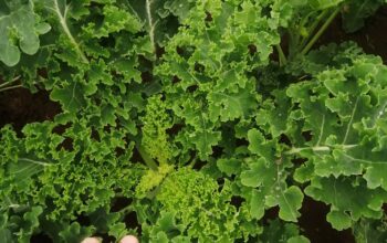 English Curly kale