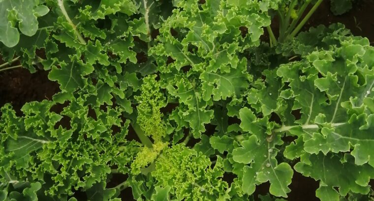 English Curly kale